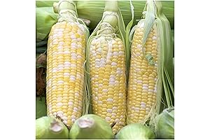 Seed Needs 230+ Bodacious Peaches & Cream Sweet Corn Seeds