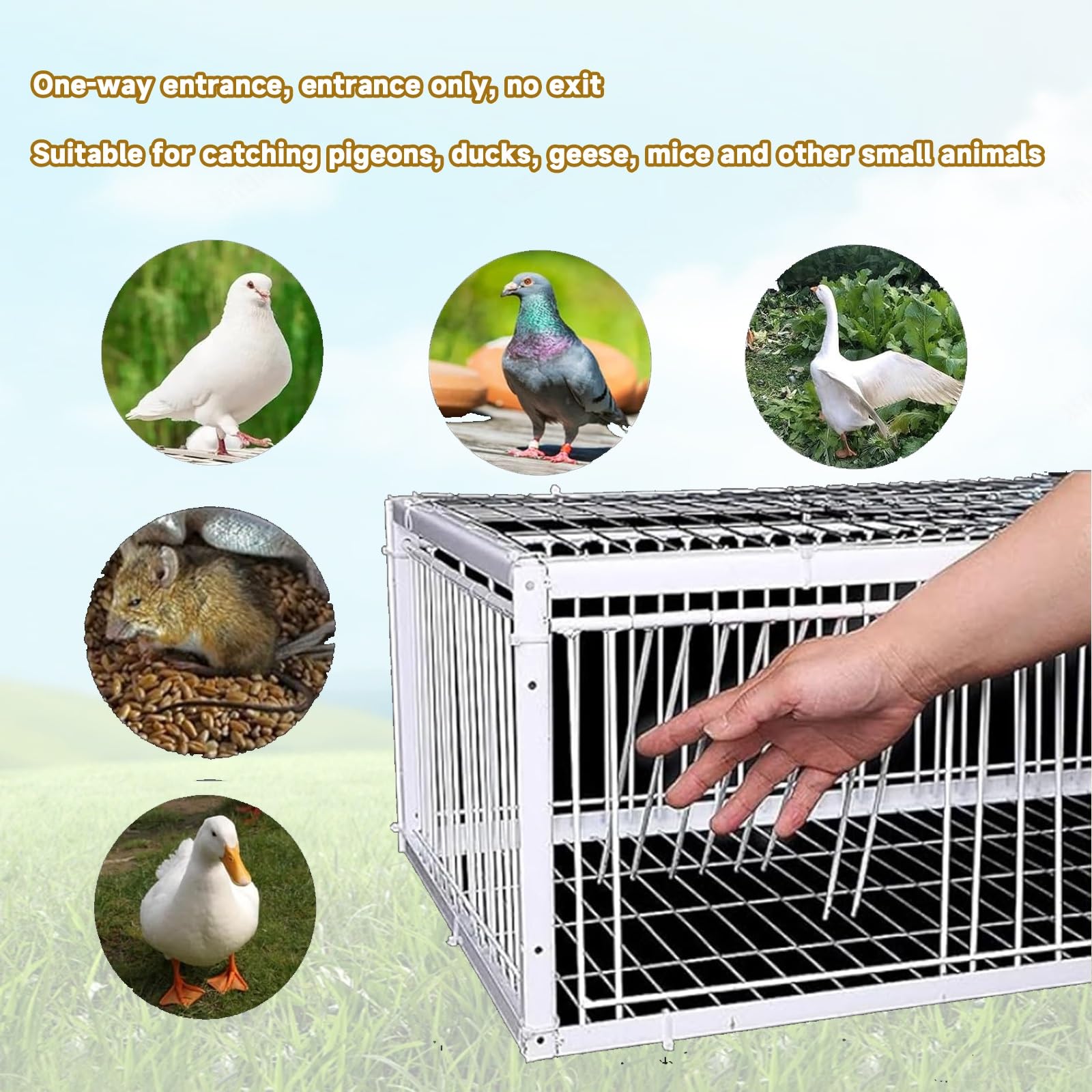 Trampas for Palomas con diseño antiescape, Jaula for Palomas Salvajes, Trampa humanitaria for Palomas con diseño antiescape.(No Skylight,4 Imports_40*30CM)