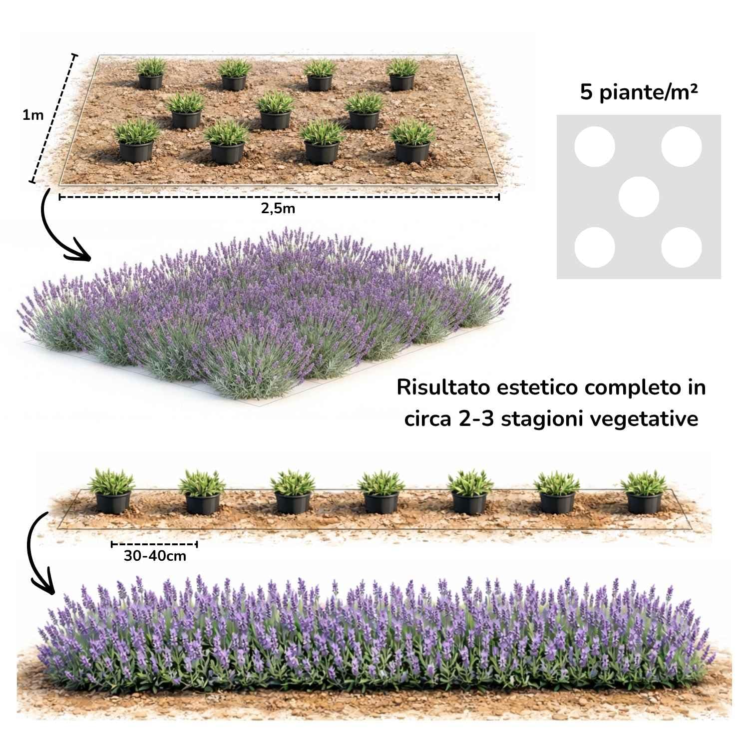My Green Help – Set 12× Lavandula angustifolia (Lavanda vera) – Ø7 cm, H15 cm – Piantine sempreverdi aromatiche profumate ideali per bordure e vasi, fioritura primavera-estate.