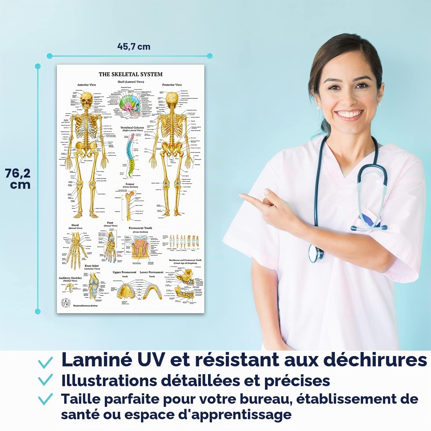 Lot de 12 affiches d'anatomie humaine – Affiches médicales, circulatoires, squelettiques, mâles féminins, musculaires, lymphatiques, reproductifs, nerveux, digestifs, endocriniens, systèmes