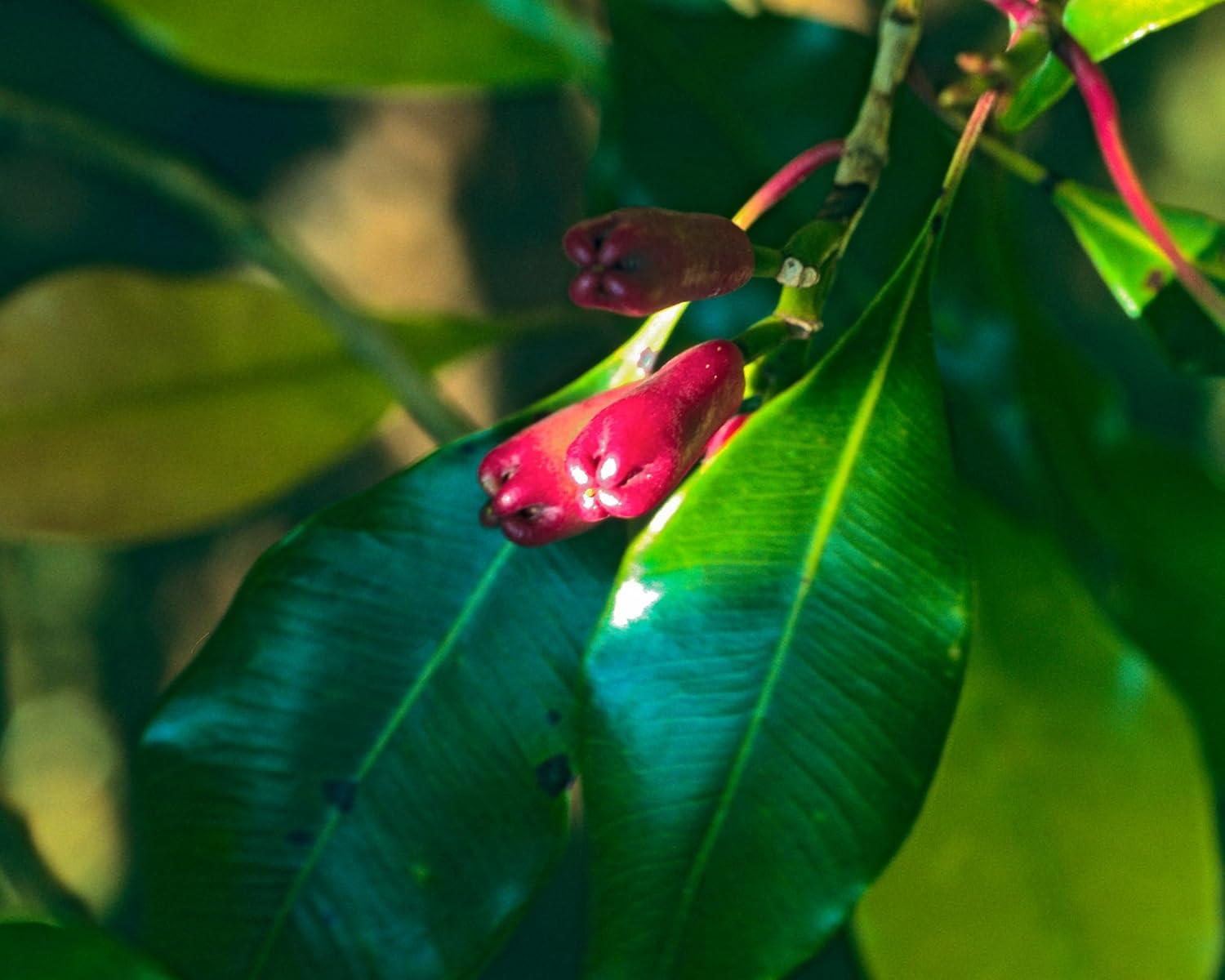 Herb Pharm Certified Organic Clove Liquid Extract - 1 Ounce - Image 4