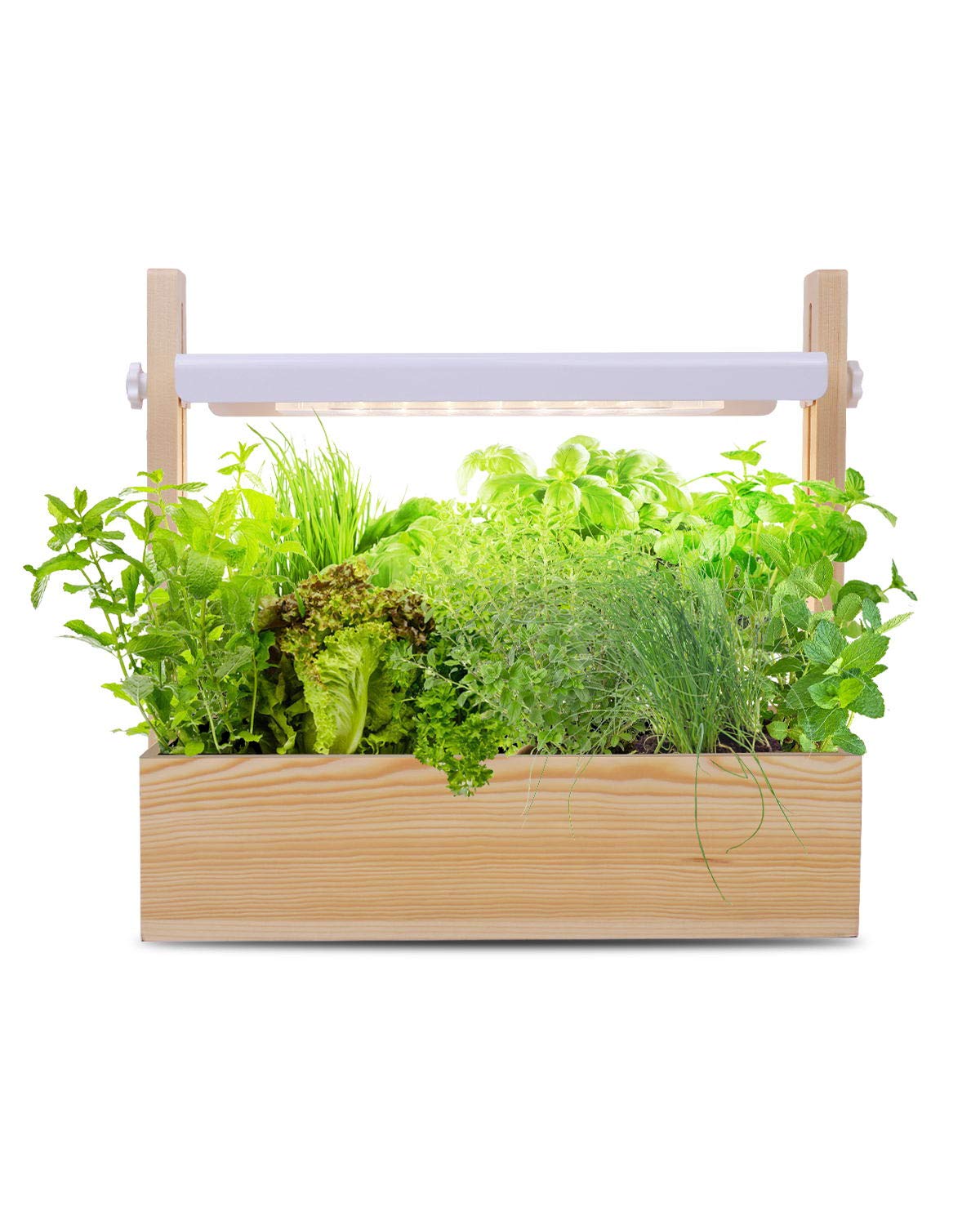 Buy GrowLED LED Indoor Garden Germination Kit, 8 ers Included, Height