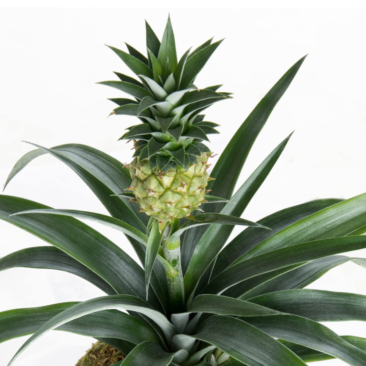 Kokedama Piña Mini Natural - Kokedama Interior | Bola de Musgo Vivo | Planta Natural | Planta Interior | Decoración Hogar | Fácil Cuidado y Mantenimiento — view 2