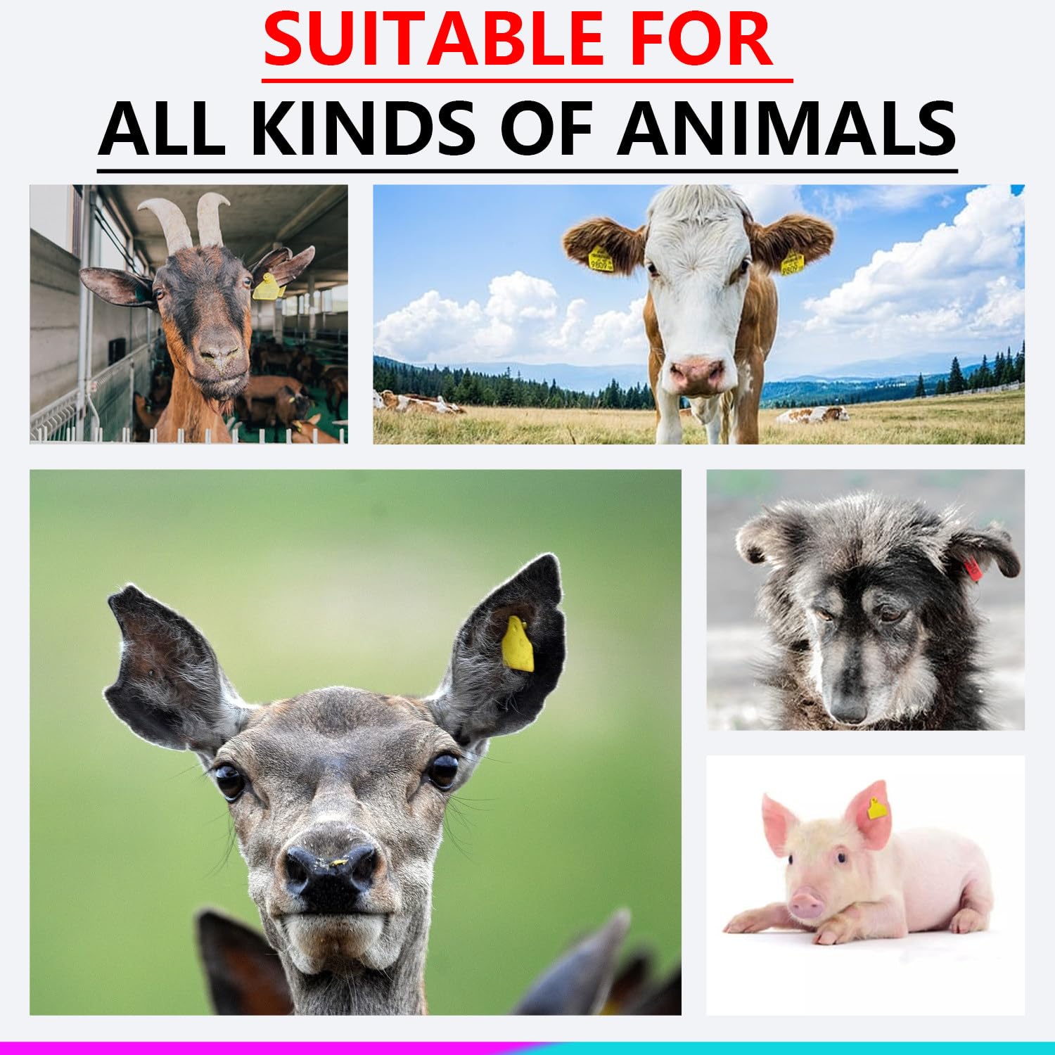 Herramienta eléctrico para Colocar Crotales en Animales | Etiquetador inalámbrico para animales con dos baterías recargables, presión vertical automática, ahorra tiempo y esfuerzo.