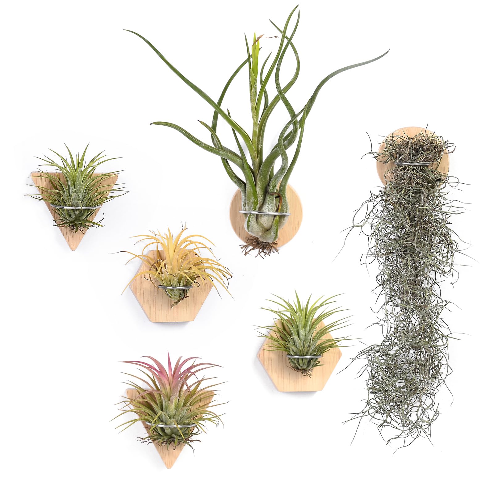Amazon.com : MITIME Air Plants Holders-Real Wood Live Air Plant  Holders.Rustic Air Plant Stand,Wall-mounted to save space.(Plants not  included)(Mix Set of 6) : Patio, Lawn & Garden