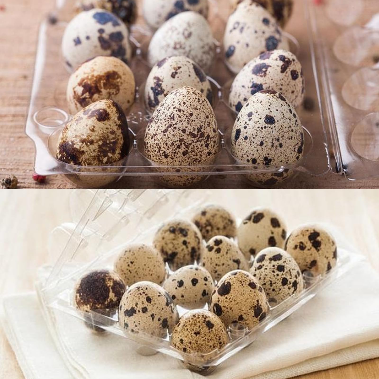APACALI 100 piezas Cajas para huevos de codorniz, cajas para huevos de codorniz de 6 rejillas, cajas de huevos de codorniz de plástico con tapa, cajas para huevos de codorniz transparentes