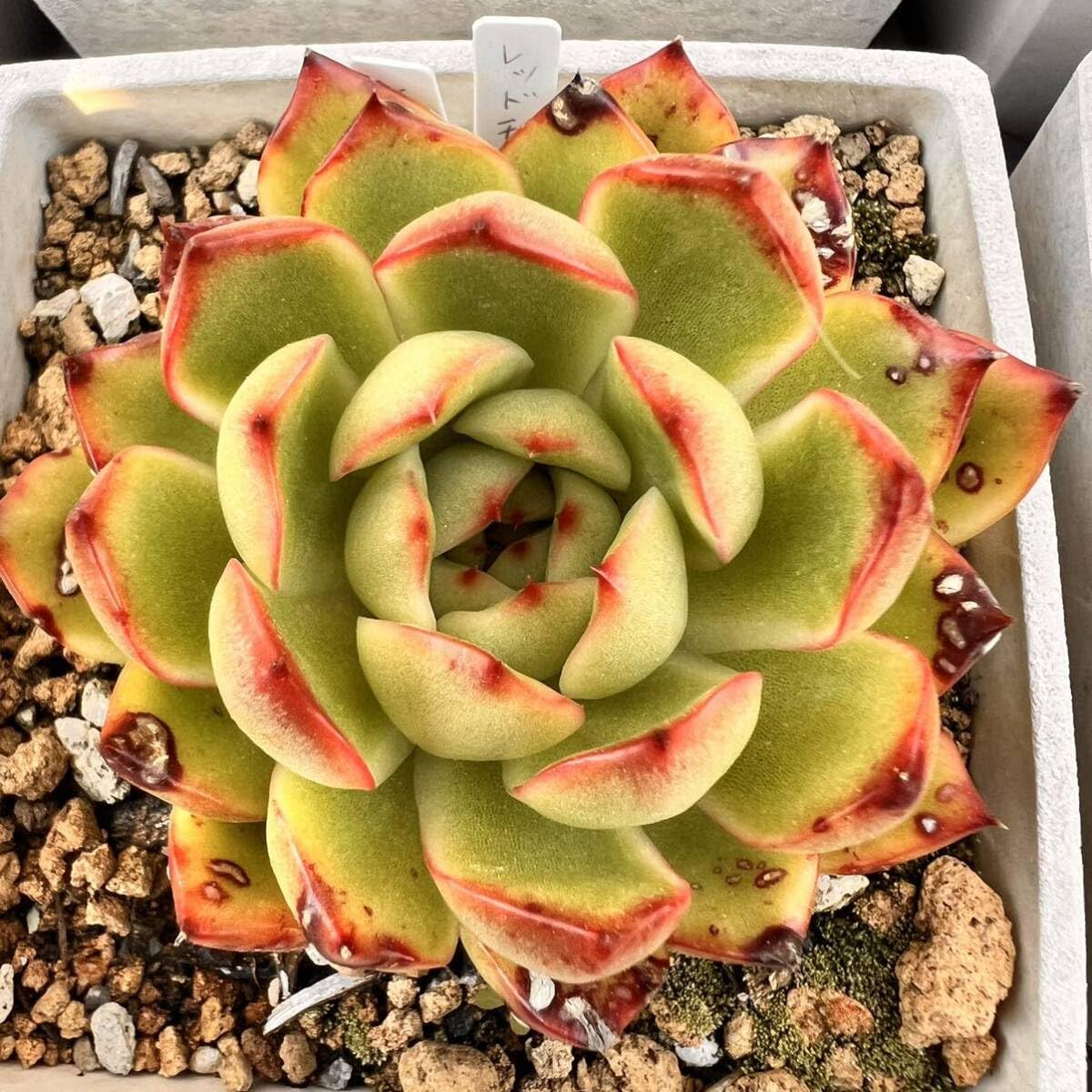 Amazon.co.jp: ムーンストーン根付き抜き苗多肉植物エケベリア : DIY