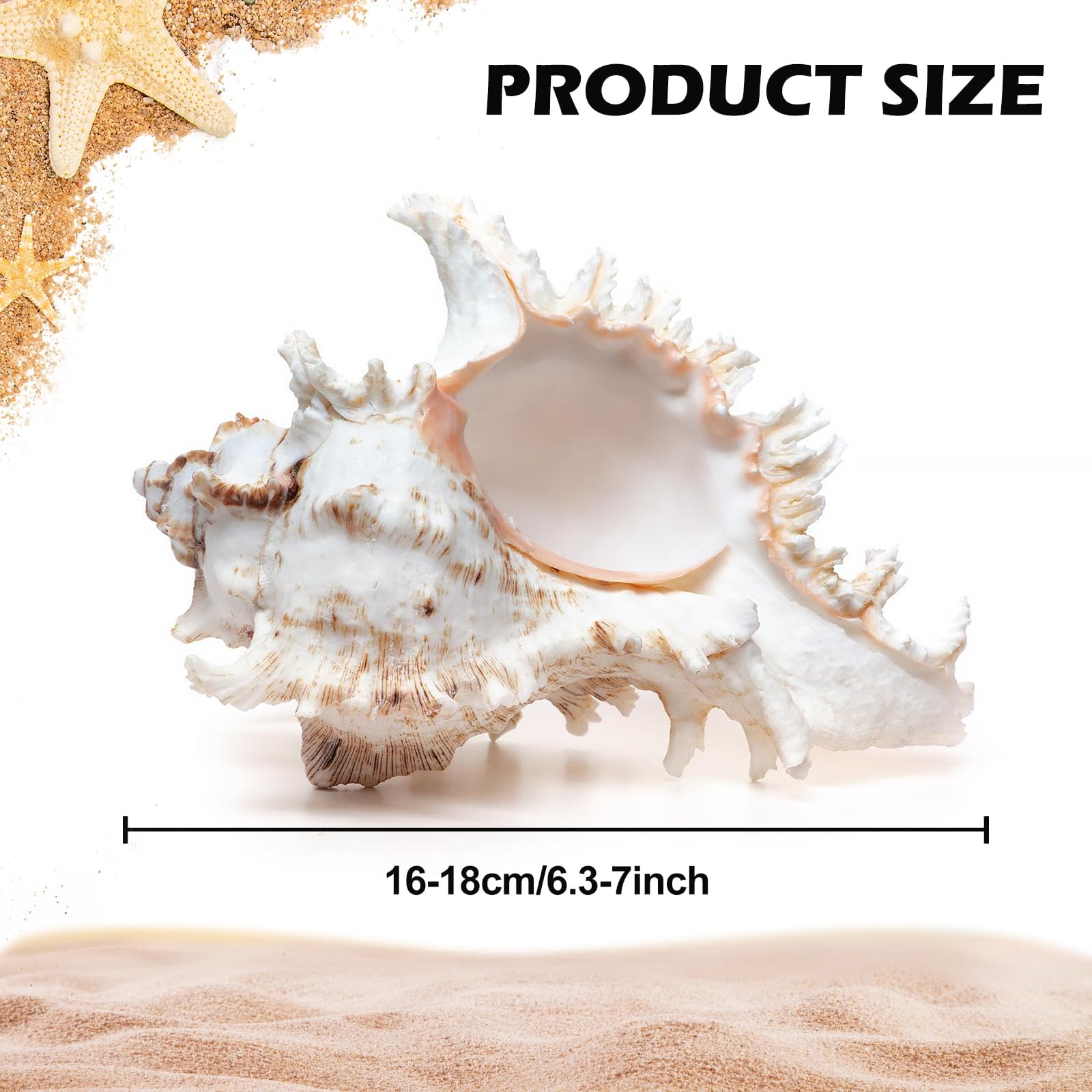 BORDEAG Conchiglie naturali, conchiglie naturali, grandi conchiglie naturali, grandi per fai da te, conchiglie decorative, conchiglie decorative, 16 – 18 cm, per decorare (16 – 18 cm)