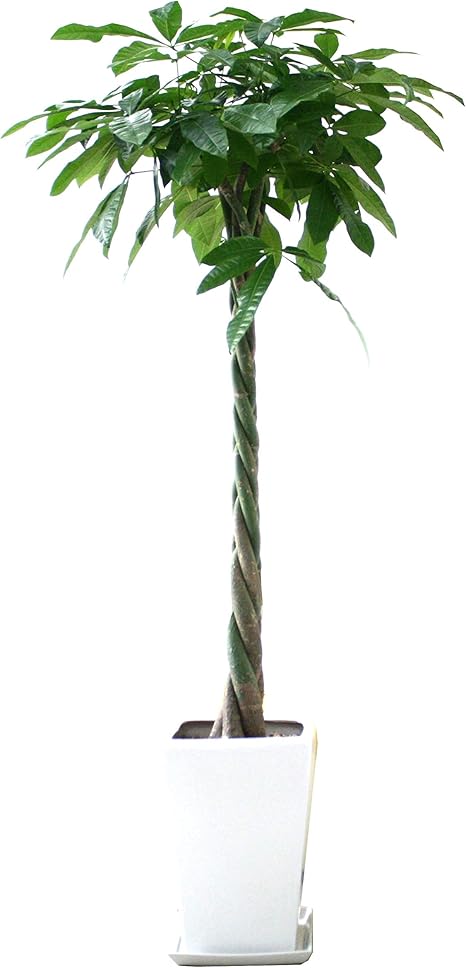 Amazon ブルーミングスケープ パキラ 10号 スクエアホワイトロング陶器鉢 陶器皿付き 観葉植物 オンライン通販