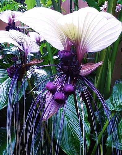 Semillas de flor de murciélago blanco - 5 semillas para plantar - Atrae mariposas, raras - Tacca chantrieri