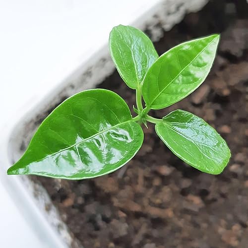 Miniatura 5 de Seed Needs, Royal Blue Semillas de flor de la pasión  100 semillas tradicionales para plantar passiflora caerulea  vid tropical polinizada abierta