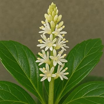 Pachysandra terminalis Flat of 18 Pots, 3 1/4 inch Square