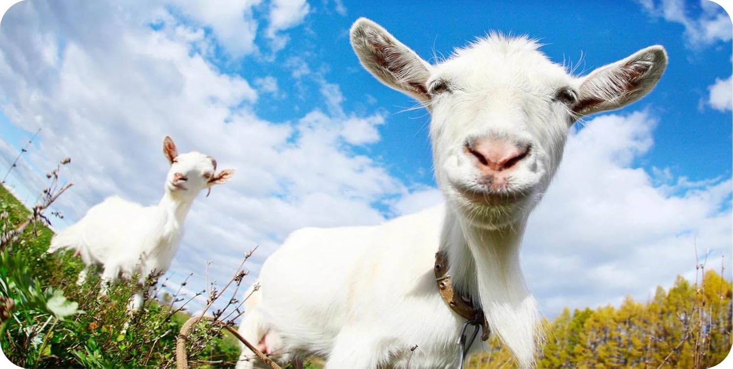 Smiling Goat Photo License Plate