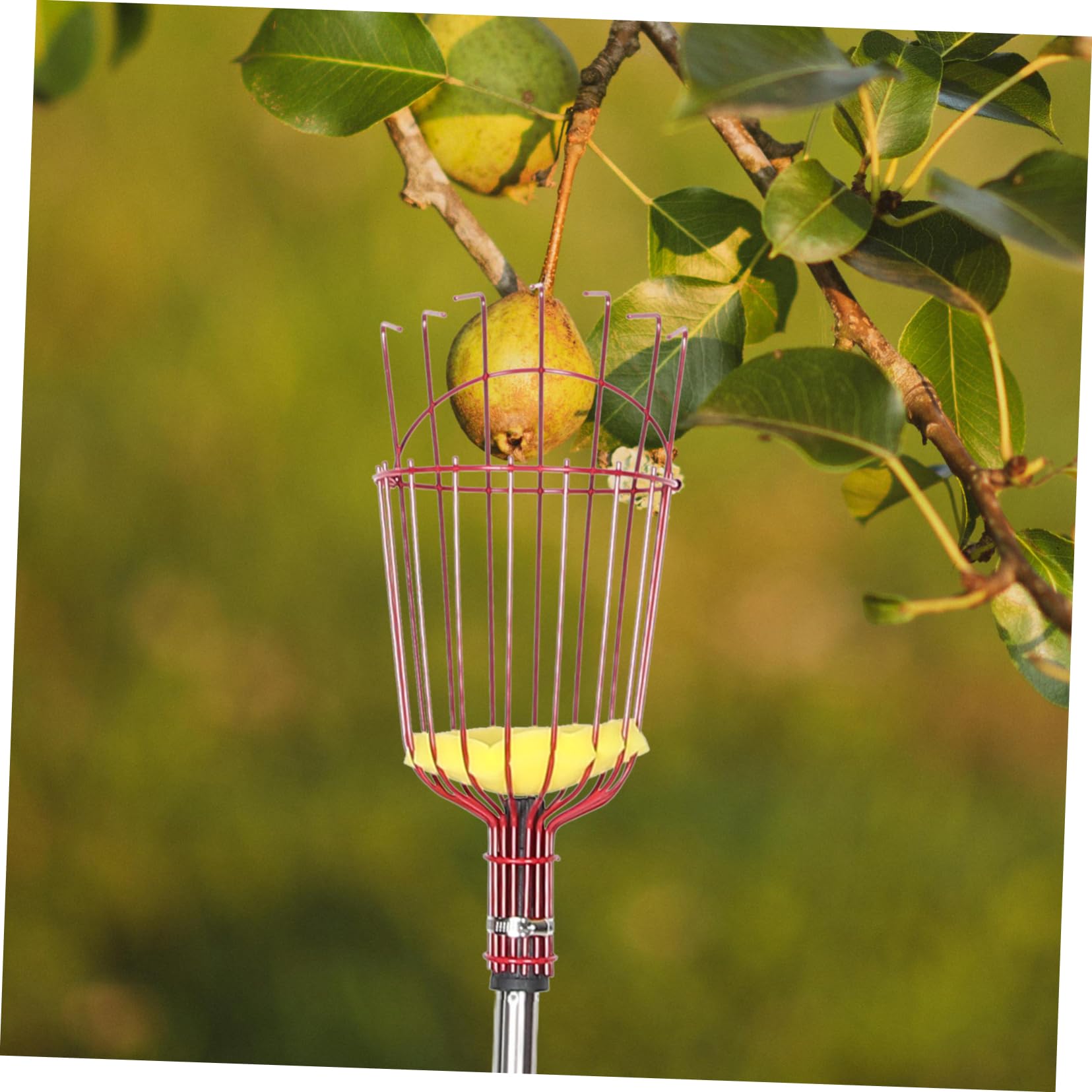 Yardwe Perche à Cueillette de Fruits Légère en Acier Allié avec Panier, Télescopique à Quatre Sections, Portable Récolte de Poires et Oranges Jardin