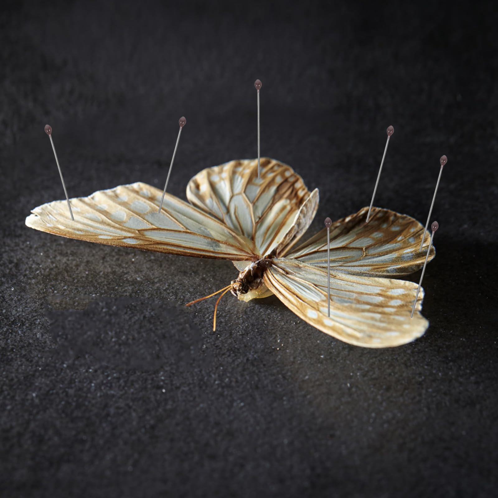 Juego de Alfileres de Fijación para Especímenes de Insectos de Acero Inoxidable Tamaño Nº 2 100 Unidades por Tubo Herramienta para Montaje y Exhibición en Entomología
