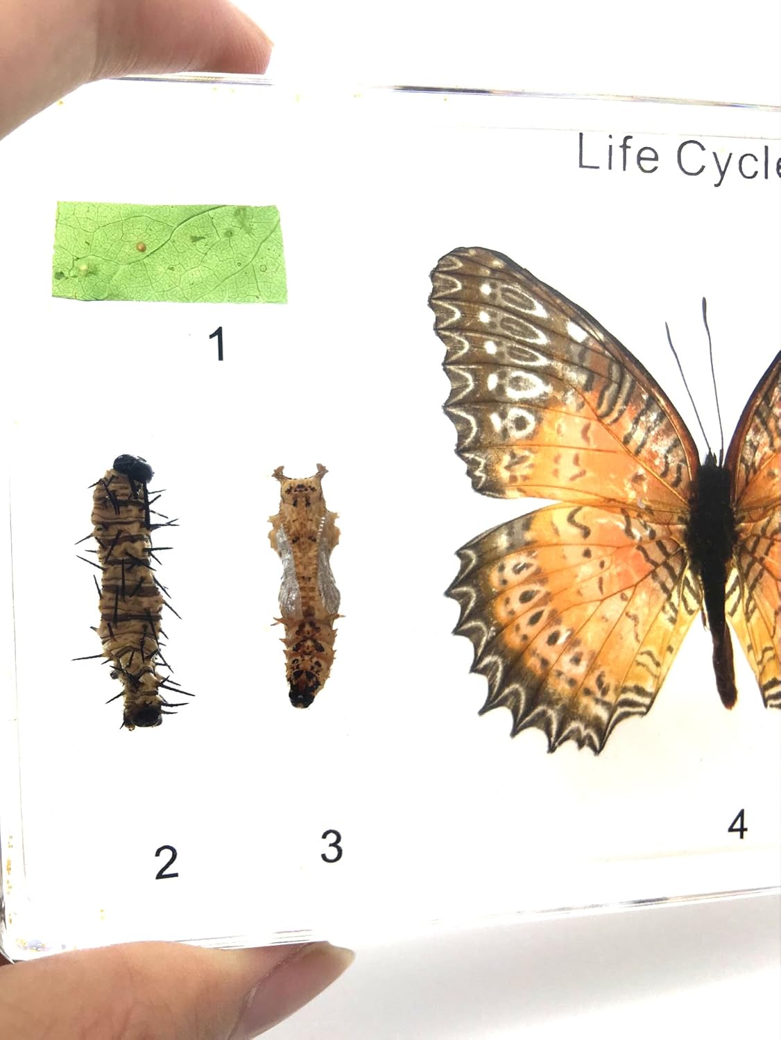 Lifecycle of a Butterfly Paperweights Science Classroom Butterflies Specimens for Science Education
