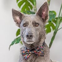 Vista 8 de Huxley & Kent Paquete de perro de Halloween Kookie Korn y pajarita pequeña de caramelo espeluznante Juguete de peluche para perro y collar