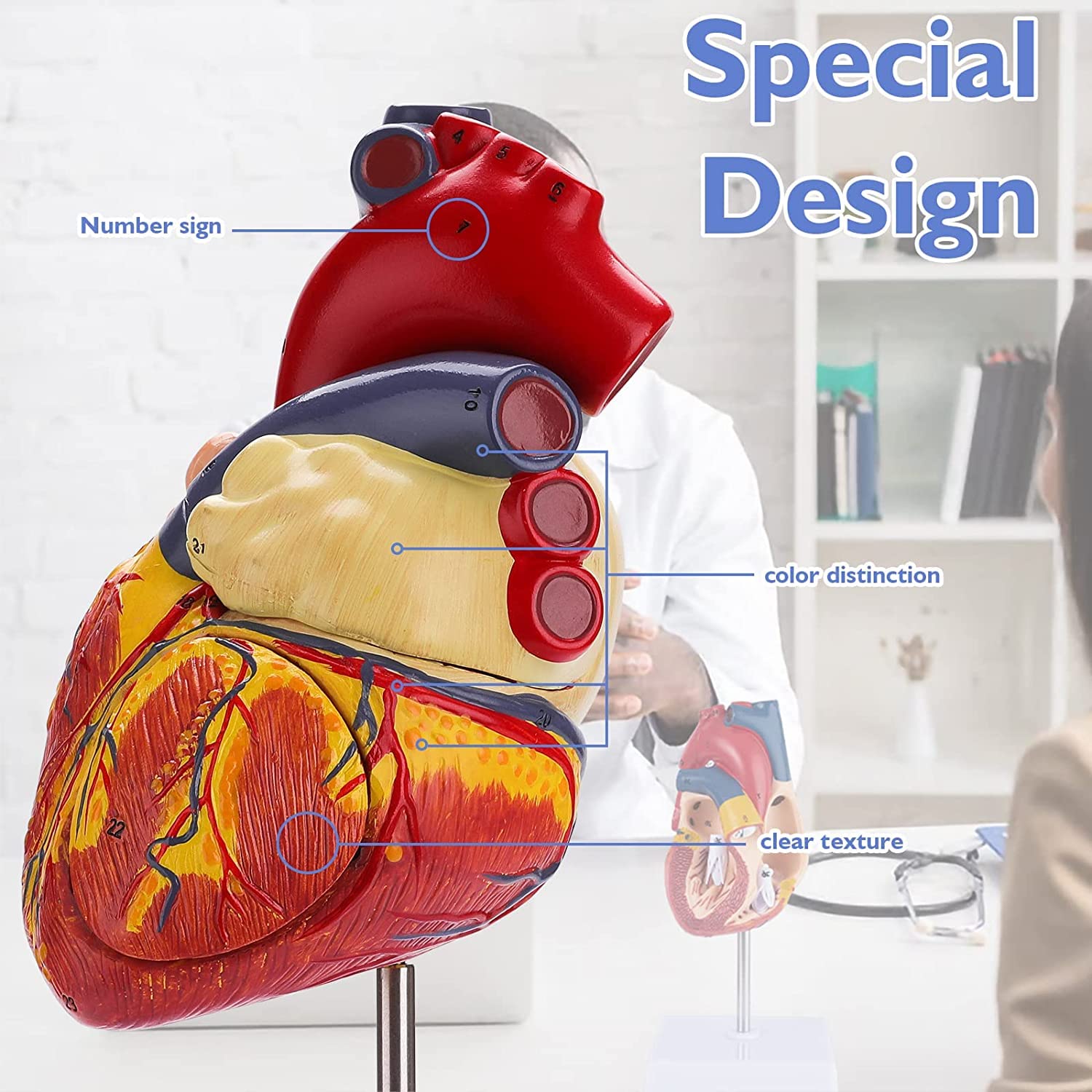 Modello anatomico a forma di cuore 2X allargato rimovibile in 4 parti per studio medico e didattico