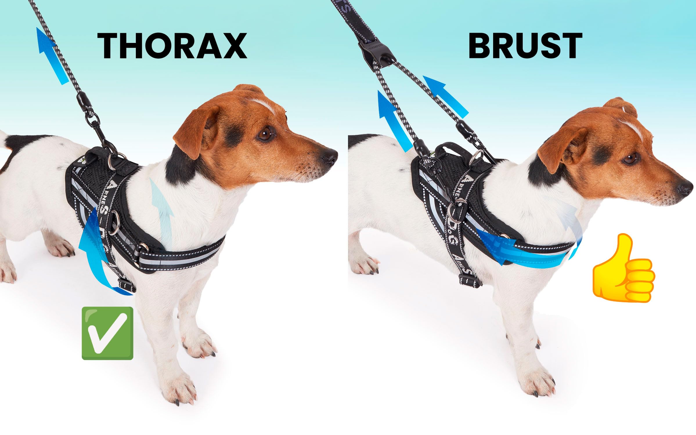 Hundegeschirr & Leine | 3 Ringe Gepolstert & Atmungsaktiv | Elastische Bifida-Linie Reflektierend Verstellbar zum Wandern Laufen (Schwarz XL mit Leine)