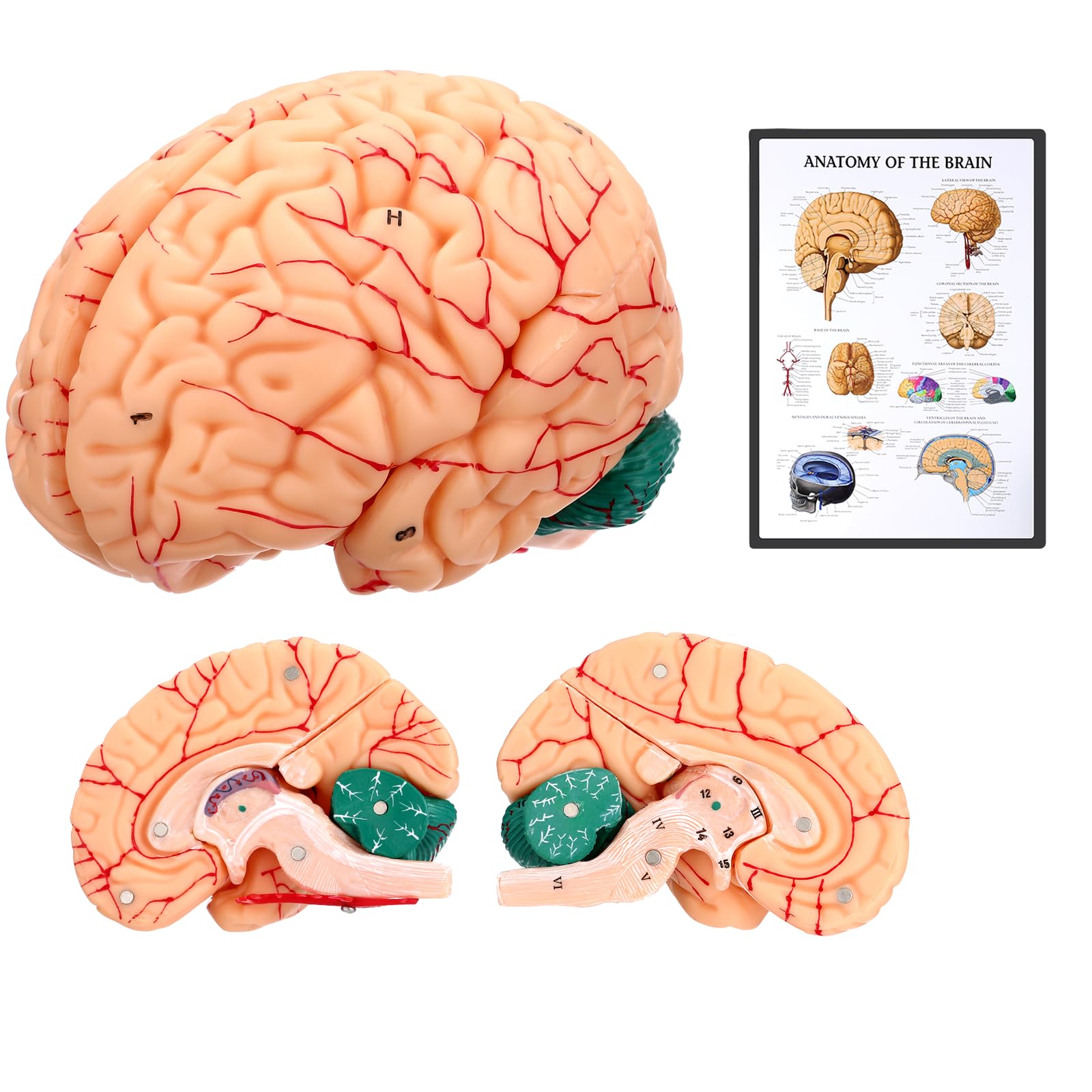 Photo 1 of Avarstic Human Brain Model, 8-Part Life Size Magnetic Detachable Brain Anatomy Model, 32 Numbered Brain Structures, PVC Anatomical Brain Model with Base & Study Card for Teaching, Study & Display