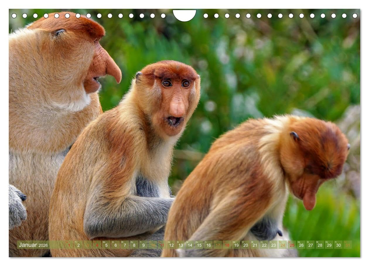 Nasenaffen von Borneo (Wandkalender 2026 DIN A4 quer), CALVENDO Monatskalender: Das aufregende Leben der Nasenaffen in Borneo (CALVENDO Tiere)