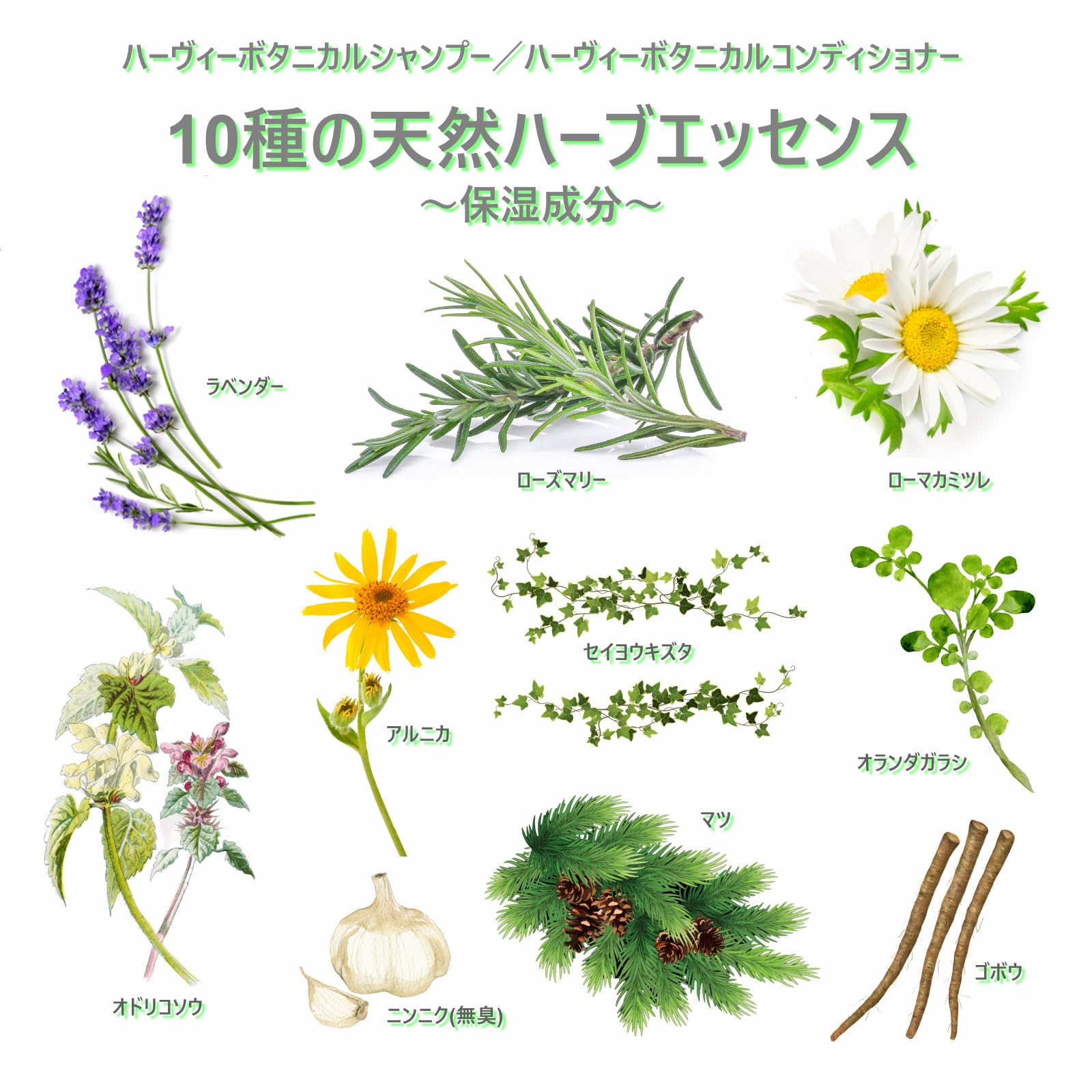 Amazon | HERBEE ボタニカル シャンプー コンディショナー セット 各