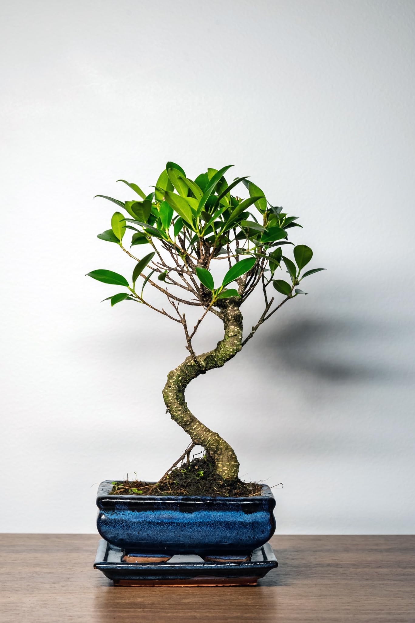 Bonsai Baum mit Keramik Blumentopf Ficus Microcarpa Bonsai baum ca