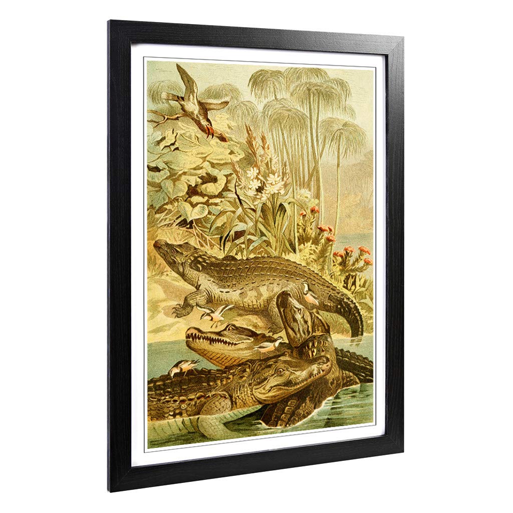Big Box Art Framed Print of Vintage Brehms Tierleben 1893 Nile Crocodile Design | Wall Art Picture | Home Decor for Kitchen, Living Room, Bedroom, Hallway, Black, A2 / 24.5x18 Inch / 62x45cm