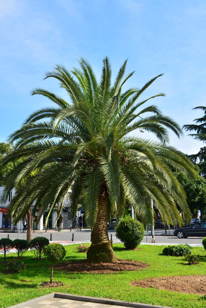 Hardy Phoenix Palm 5 Seeds, Pygmy Date Palm - House Plant or Garden
