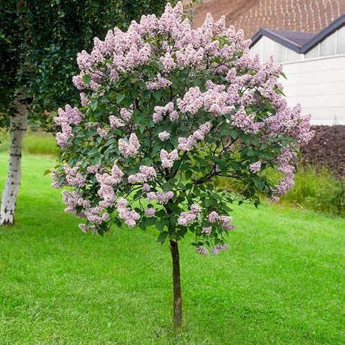 Miss Kim Lilac, 4 Inch Pot, Lilac Tree Live Plant for Planting, Lilac Bushes Live Plant, Ready to Plant - Thumbnail 3