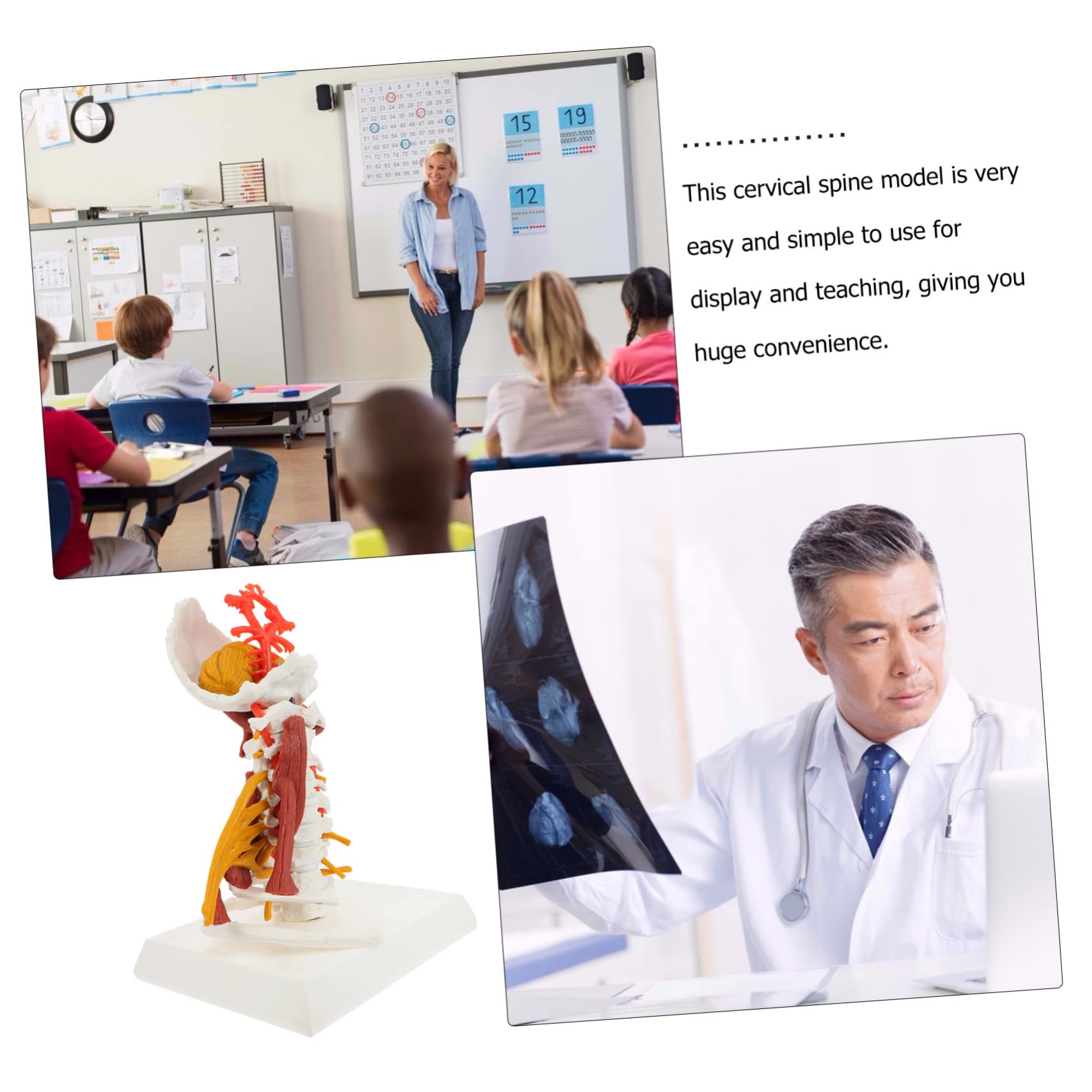 Amosfun Modello Medico della Colonna Cervicale in Pvc, Scheletro Anatomico Bianco Nervi e Muscoli, per Insegnamento e Dimostrazione Medica | Ambito Medico e Didattico, Uso per Pratica e Spiegazione, Adatto a Studenti e Medici