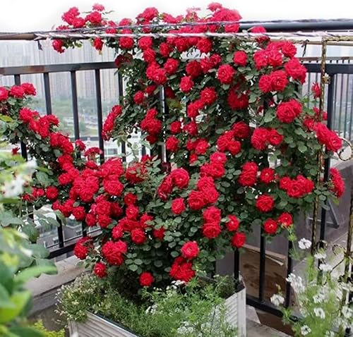 Miniatura 2 de 100 PCS Semillas de Rosa Trepadora Roja Perenne Fragante Semillas de Flores Reliquia