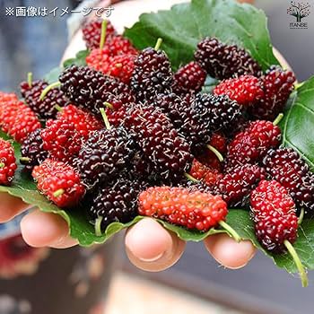 マルベリー（桑の実）の挿し木苗木、13本　農薬不使用　送料不要！ 71ymn3jmGkL._UF350,350_QL80_.jpg