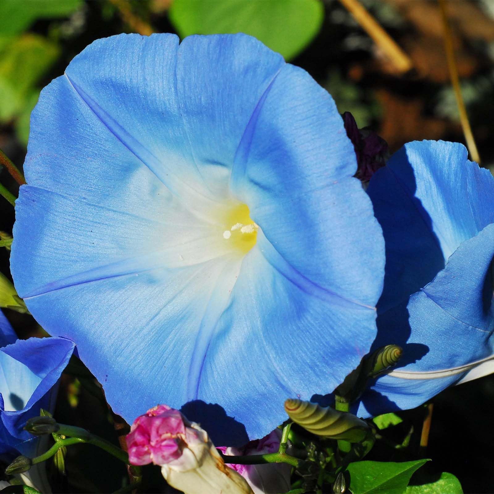 Nelesa GardeningHeavenly Blue Morning Glory Imopea Flower Seeds 15 Seeds
