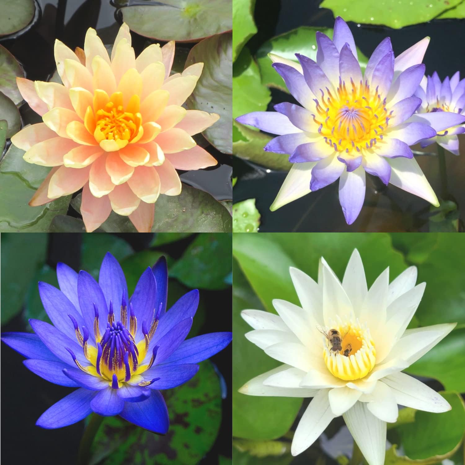 4 Pack Water Lily Tubers Live Aquatic Plant Freshwater Pond Garden Colorful by Greenpro