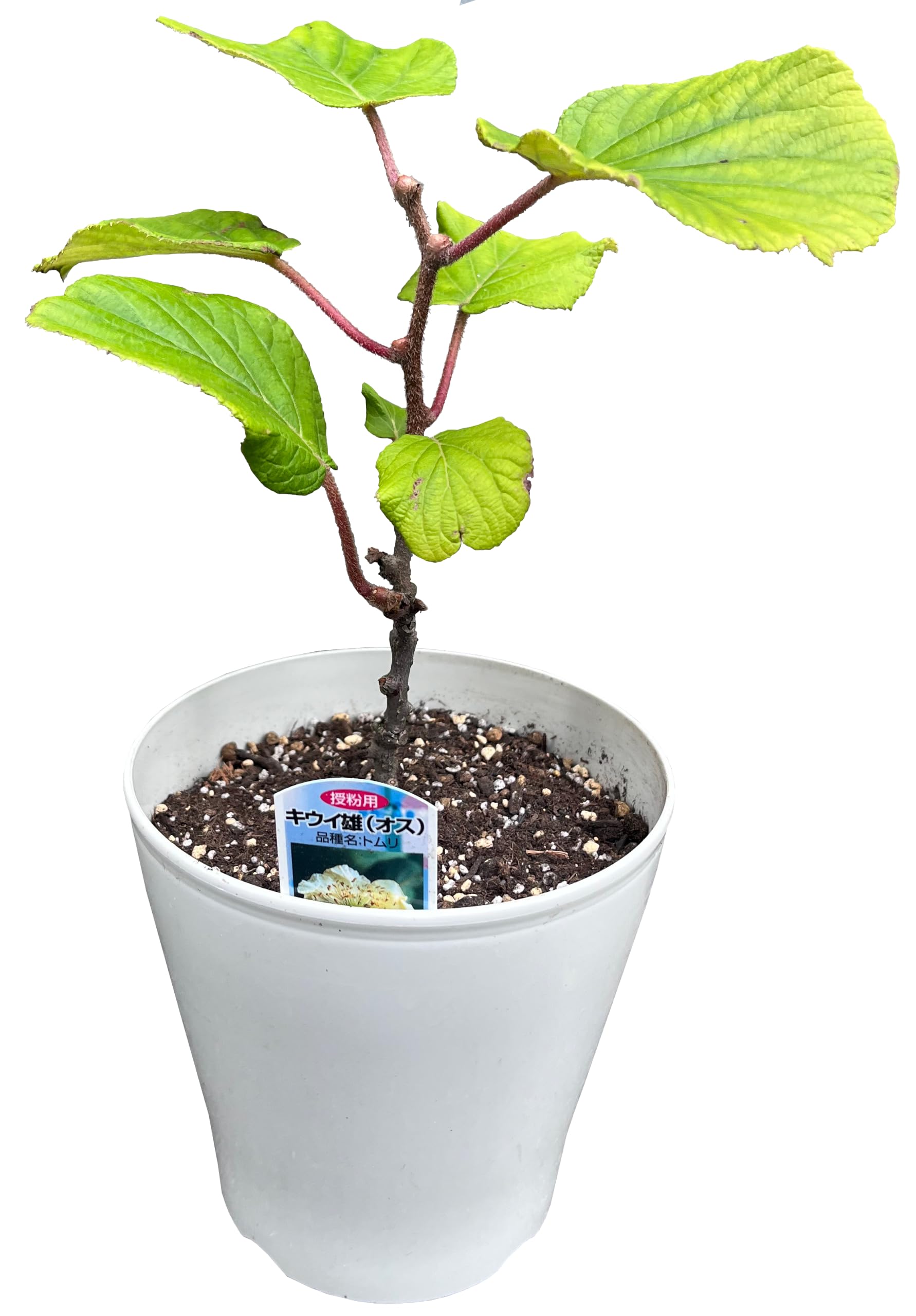 Amazon｜花のギフト社 キウイ 苗 トムリ 雄 オス 雄木 雄花 早雄 苗木