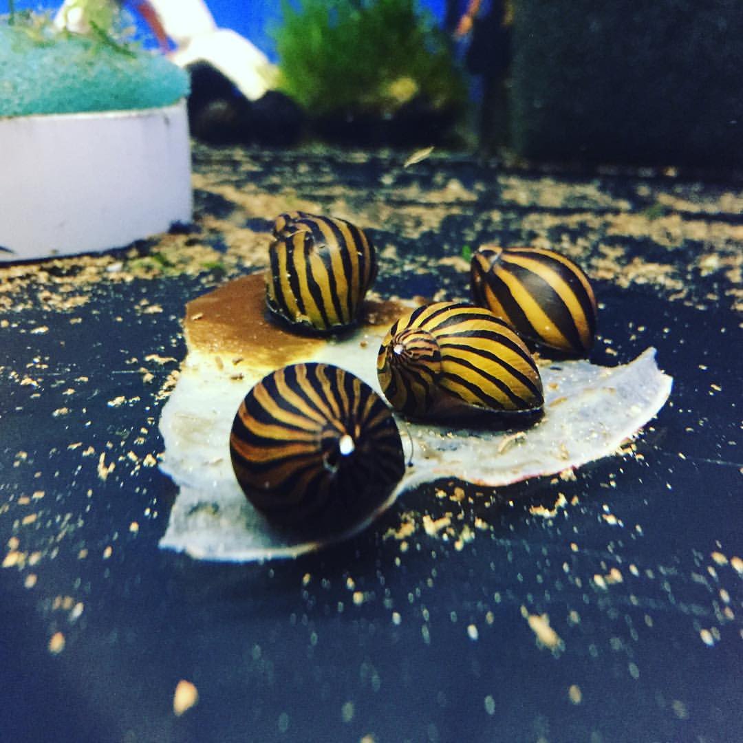 Blocchi Di Calcio BSS Per Gamberetti E Lumache | Alimento Multishell Per Acquario