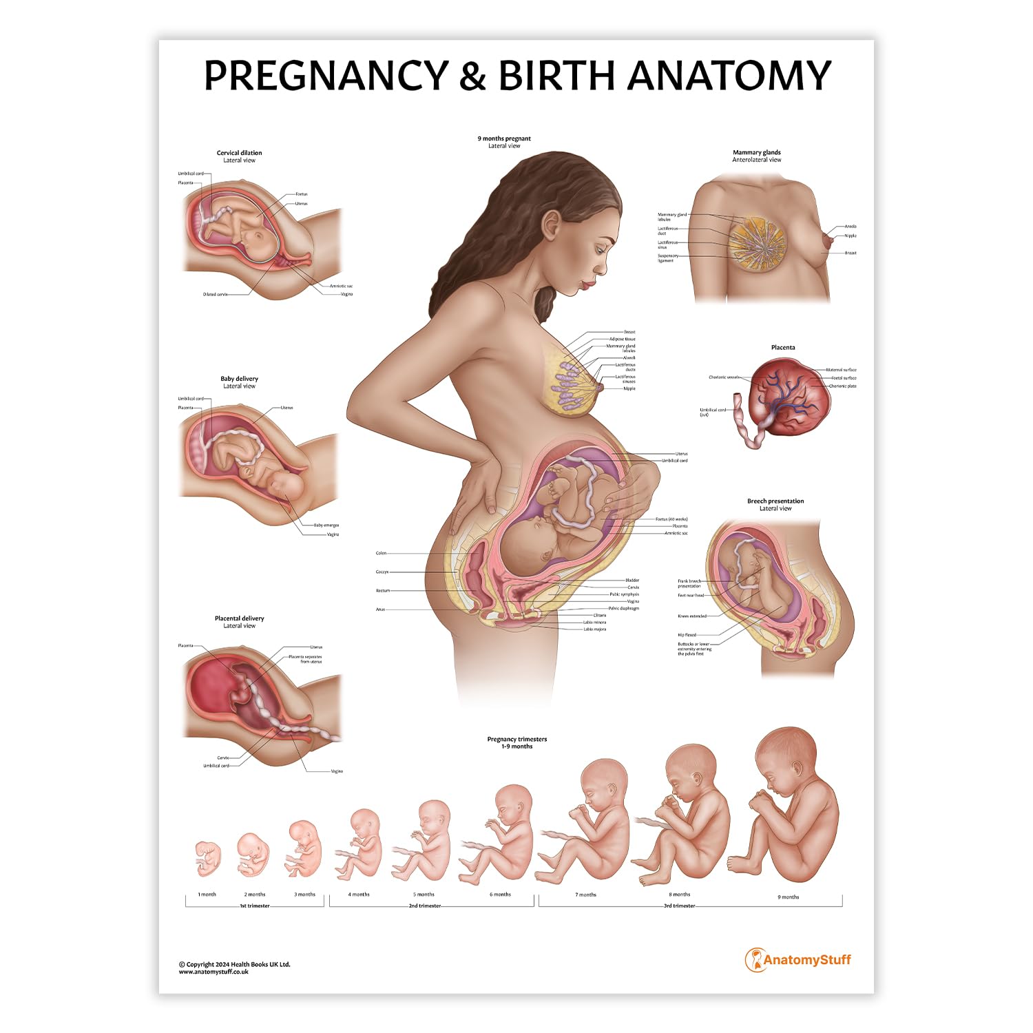 Anatomy Stuff Pregnancy Anatomy Pregnancy & Birth Anatomy Chart/Poster 45 X 60 Cm, Midwife Poster, Doula Education