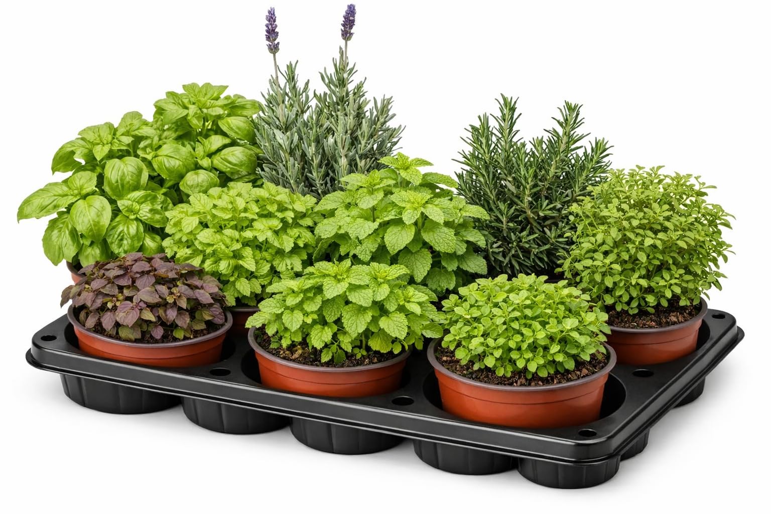 Pack 5 Plantas Aromáticas, Medicinales y Culinarias Maceta Ø 11 cm para uso Exterior