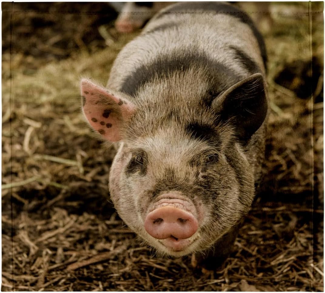 3dRose The Kunekune is a Small Breed of Domestic Pig with a Friendly Nature 22x30 Bath Hand Pool Towel