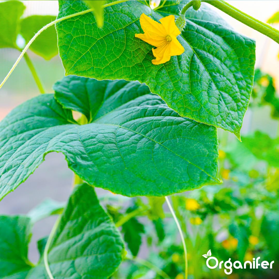 Engrais liquide organique 1L pour concombre – croissance saine et récolte abondante – Organifer