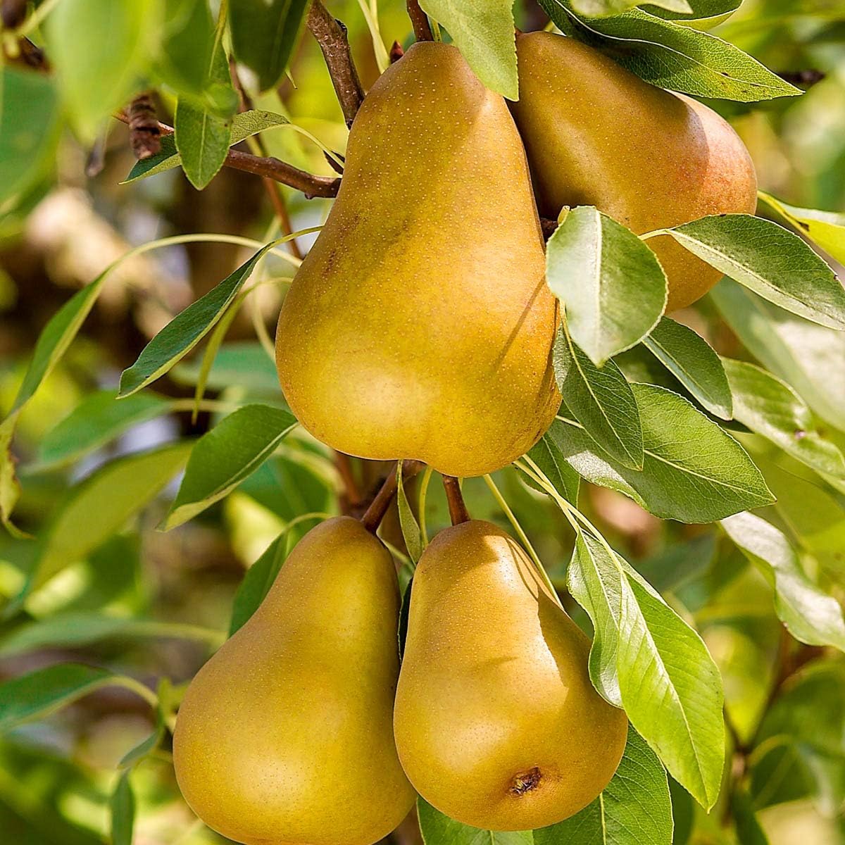 GURNEY'S - Honeysweet Pear Fruit Tree, Dormant Bare Root Starter Tree, 1-Pack, Due to State restrictions we Can't Ship to OR