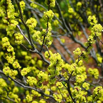 Green Promise Farms LINDERA Benzoin Spicebush Shrub, 2-Size Container, Yellow Flowers