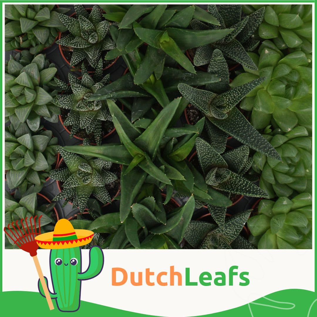 Haworthia Mix 5 Stück Verschiedene Mini-Sukkulenten - Topf 5,5 cm - Asphodeloideae Sukkulent Kleine Pflanzen Sammlung Pflegeleichte Zimmerpflanzen - Höhe 8-15 cm