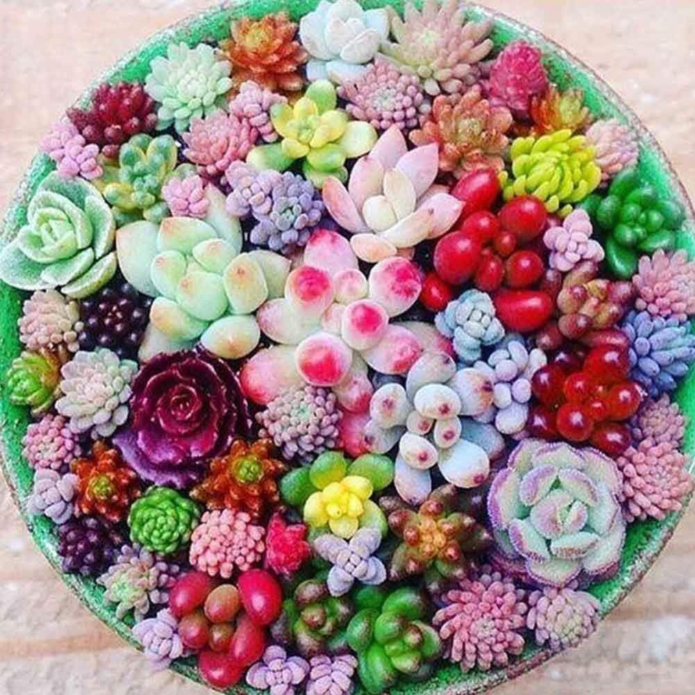 All Season Growing Mix Succulent Seeds For Home Garden Planting, Grow Indoor & Outdoor - Easy To Care Plant Seeds (200 Seeds)