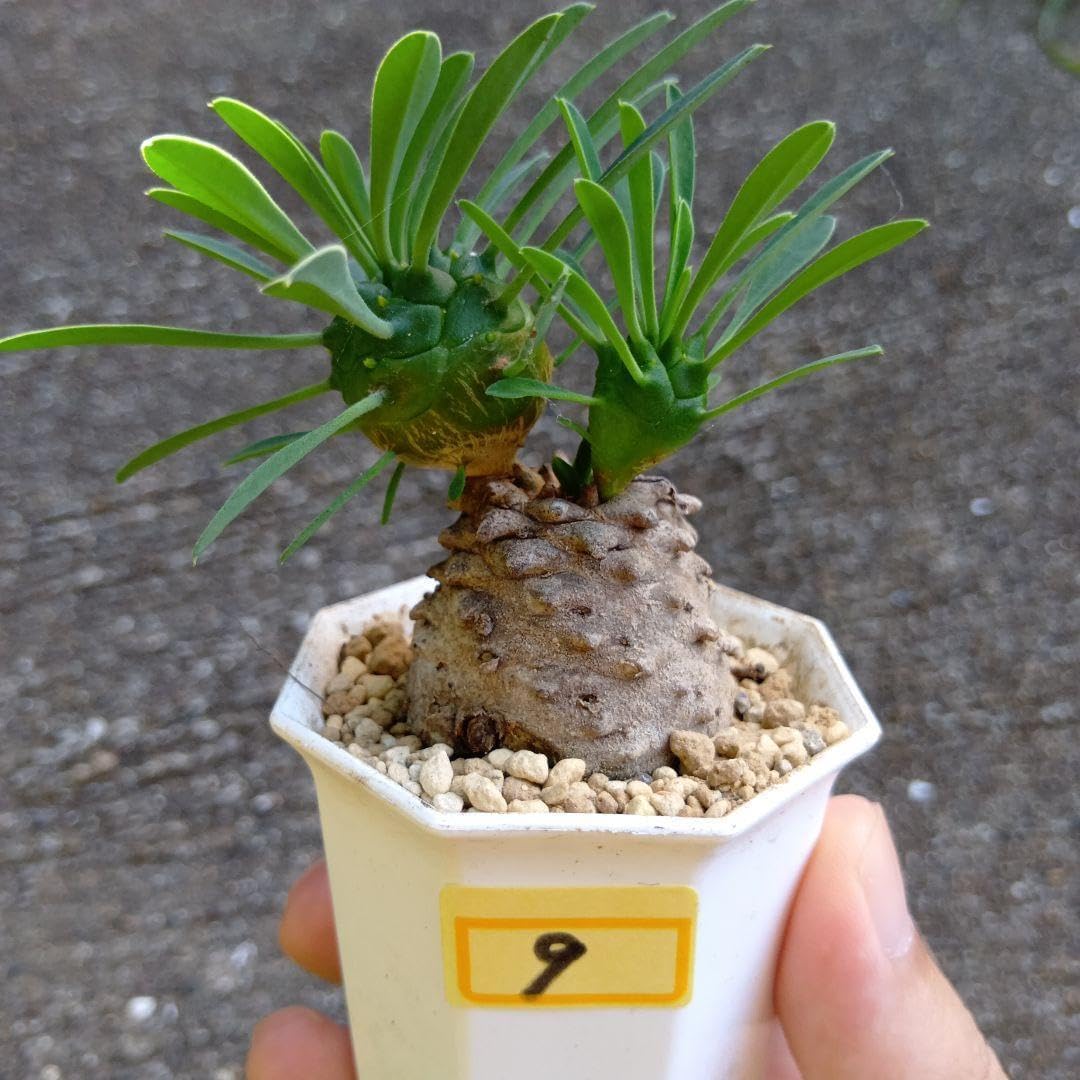 多肉植物 ユーホルビア 峨眉山 抜き苗