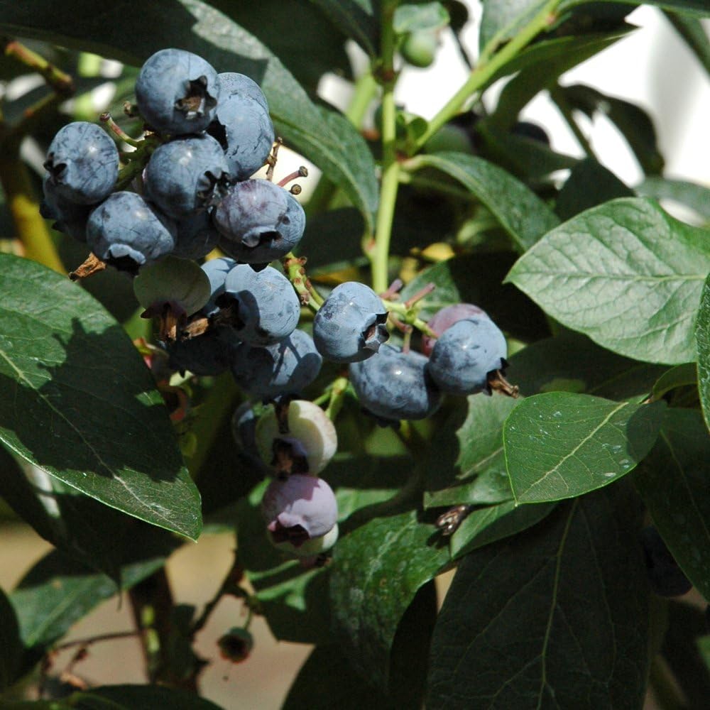 Blueberry Fruit Bush, 1 x Chandler Easy to Grow Hardy Shrub