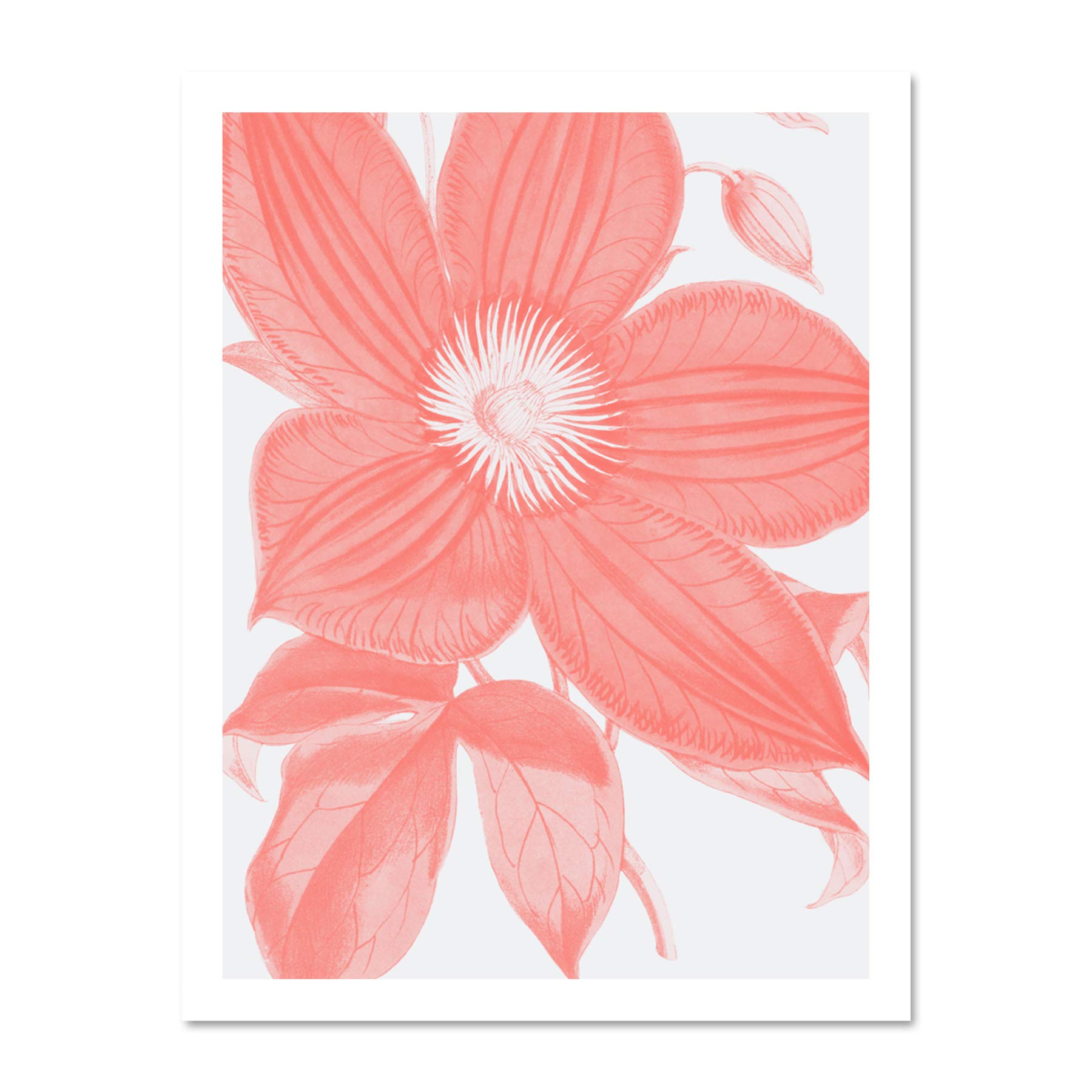Wee Blue Coo Living Coral Clematis Flower Large White Framed Art Print Wall Poster 18x24 inch