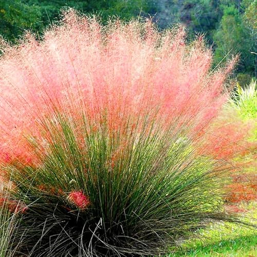 2 Ruby Muhly Grass Plants Live