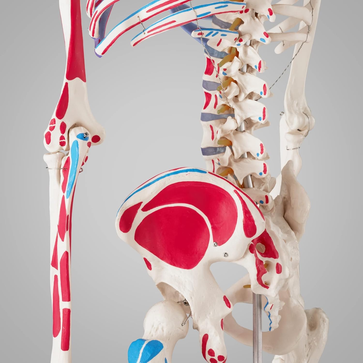 Model ludzkiego szkieletu naturalnej wielkości do nauki anatomii i demonstracji w klasie